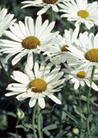 Leucanthemum x superbum 'Switzerland'